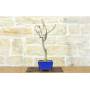 4 - Bonsai di Glicine Giapponese (25).