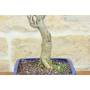 5 - Bonsai di Glicine Giapponese (25).