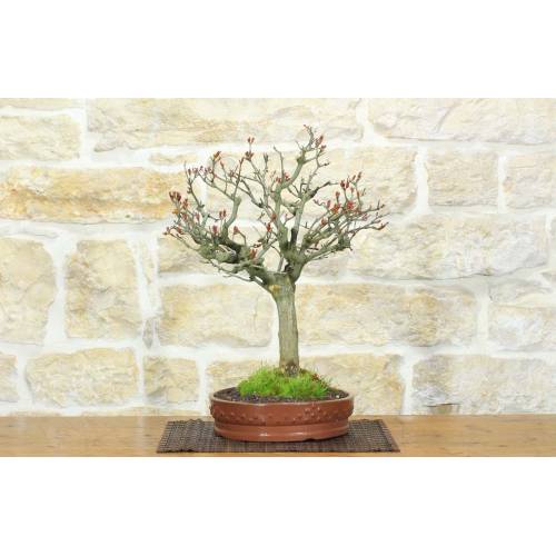 1 - Bonsai di Melograno (151)