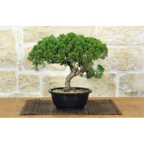 1 - Prebonsai di Ginepro Kishu (14)