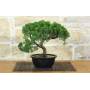 3 - Prebonsai di Ginepro Kishu (14)
