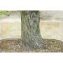 6 - Bonsaï de prunellier (23)