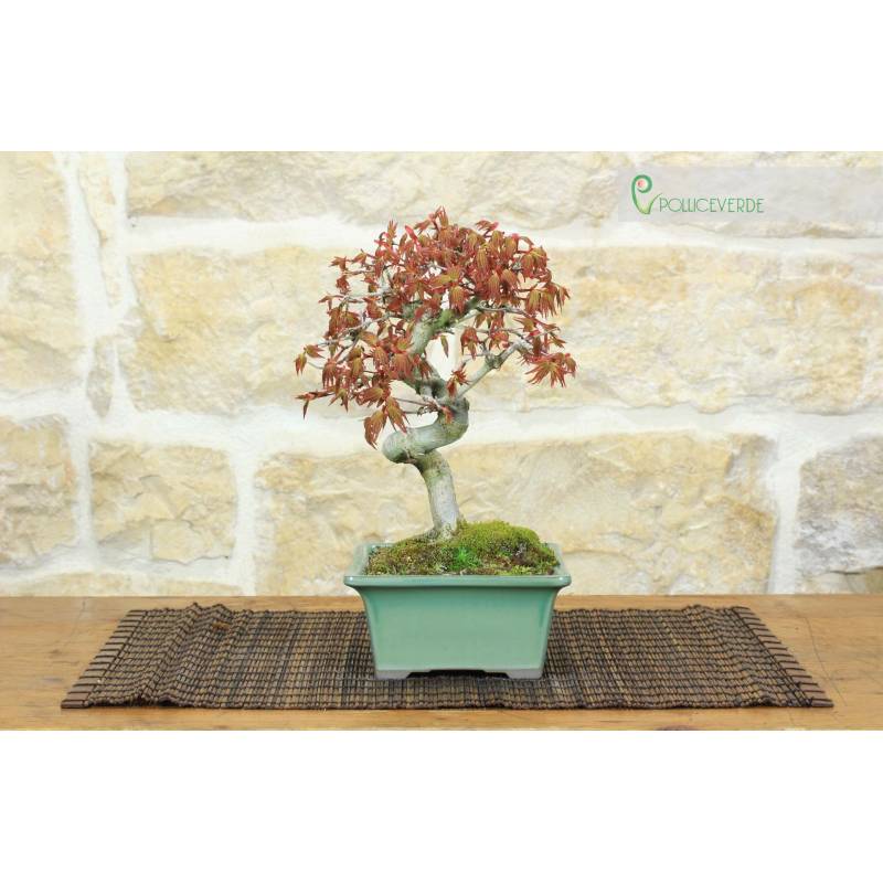 Yamamomiji Bergahorn Bonsai (10) | 250,00  | Pollice Verde