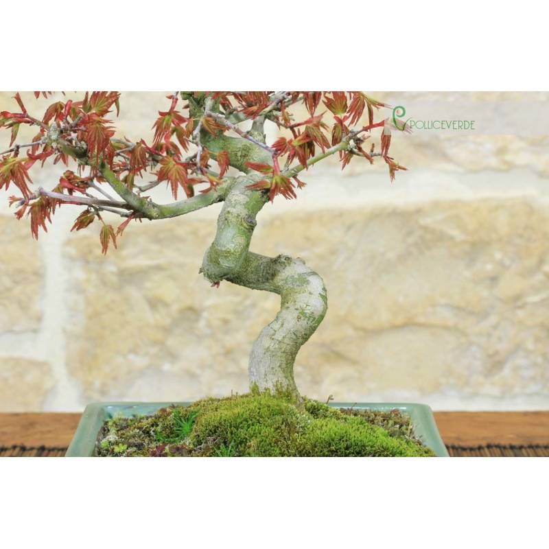 Yamamomiji Bergahorn Bonsai (10) | 250,00  | Pollice Verde