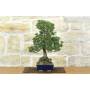 3 - Bonsai of Black Pine Thunbergii Kotobukii (84)