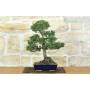 4 - Bonsai of Black Pine Thunbergii Kotobukii (84)