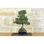 5 - Bonsai of Black Pine Thunbergii Kotobukii (84)