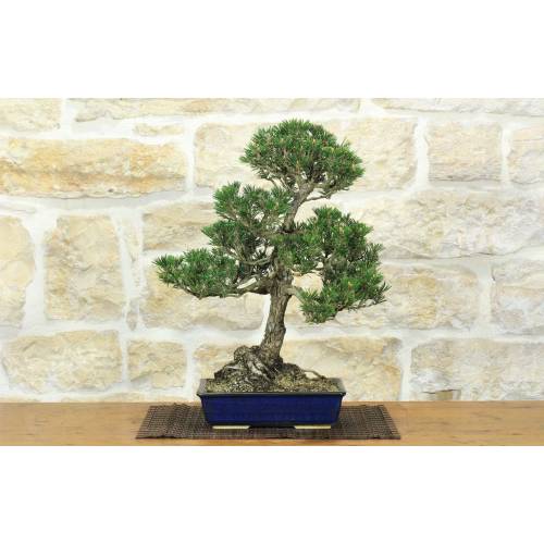 Bonsai der Schwarzkiefer Thunbergii Kotobukii (84)