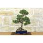 Bonsai of Black Pine Thunbergii Kotobukii (84)