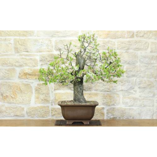 Schwarzdorn-Bonsai (23)