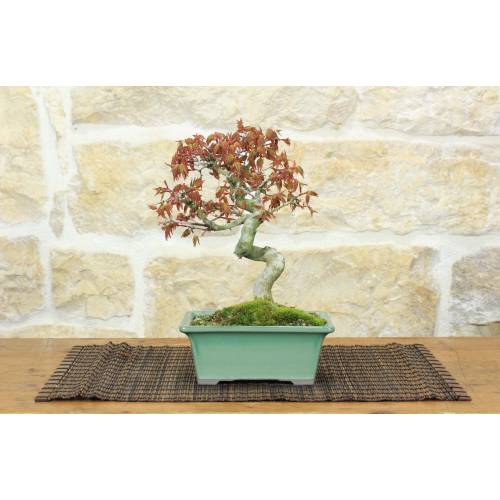 Yamamomiji Bergahorn Bonsai (10)