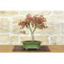 1 - Palmate Maple Bonsai (62)