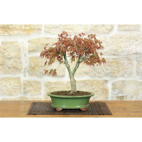 1 - Palmate Maple Bonsai (62)