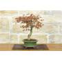 2 - Palmate Maple Bonsai (62)