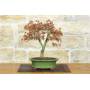 3 - Palmate Maple Bonsai (62)