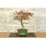 4 - Palmate Maple Bonsai (62)