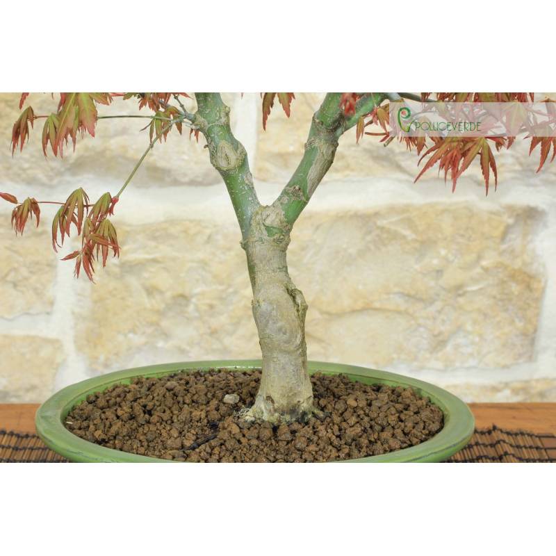 carmona microphylla bonsai care Carmona Chuu main image 0