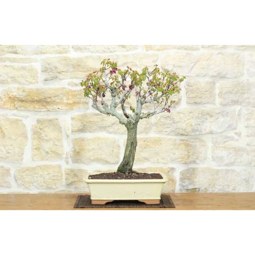 1 - Bonsai di Cercis - Albero di Giuda (75)