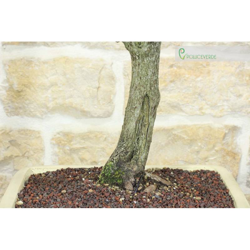 Cercis Bonsai - Judasbaum (75) | 350,00  | Pollice Verde