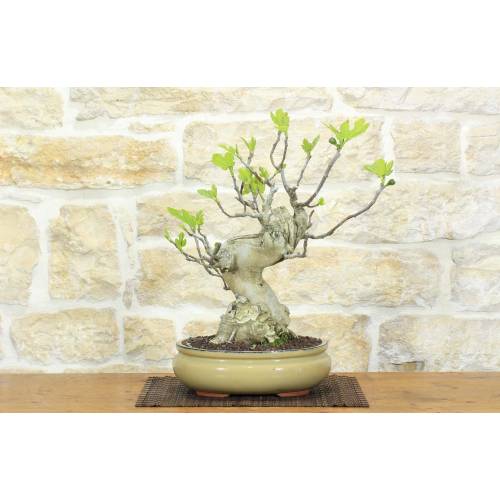 1 - Bonsai di Fico (87)