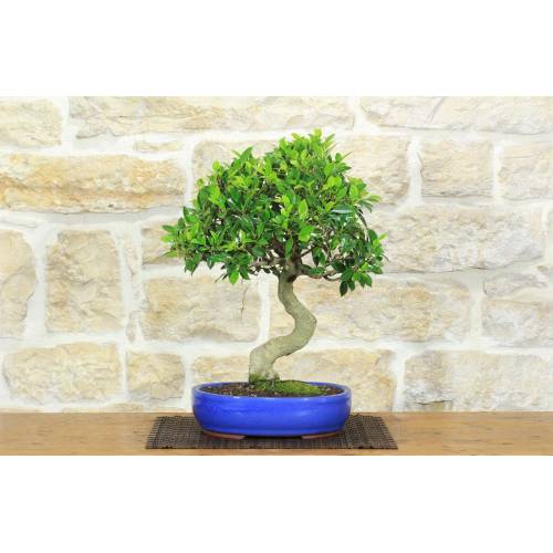 1 - Bonsai di Ficus Retusa (180)