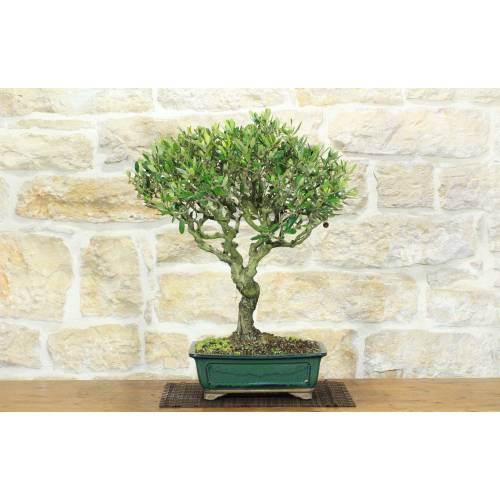 1 - Bonsai di Olivo (187)