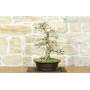 3 - Koreanischer Hainbuchen-Bonsai (11)