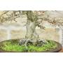 6 - Korean Hornbeam Bonsai (11)