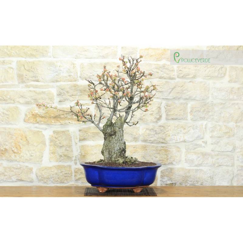 bonsai tree store near me Avergo Bonsai Starter Kit – Growing Jacaranda Bonzai Tree main image 0