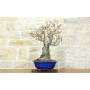 5 - Blühende Birne Bonsai (160)