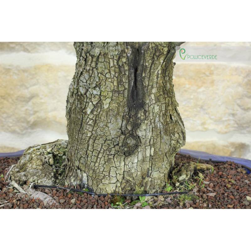 Blhende Birne Bonsai (160) | 920,00  | Pollice Verde