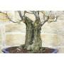7 - Flowering Pear Tree Bonsai (160)