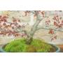6 - Yamamomiji Palmate Maple Bonsai (14)