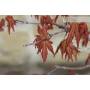 9 - Yamamomiji Palmate Maple Bonsai (14)