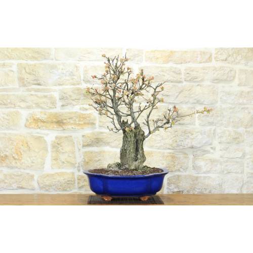 Flowering Pear Tree Bonsai (160)