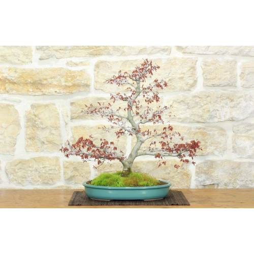 Yamamomiji Palmate Maple Bonsai (14)