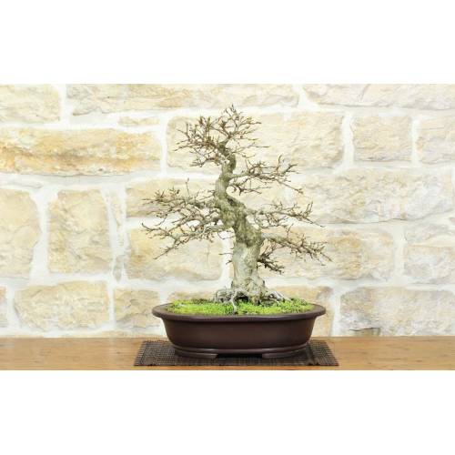 Koreanischer Hainbuchen-Bonsai (11)