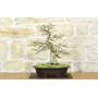 Bonsai di Carpino Coreano (11)