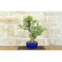 3 - Wild Apple Tree Bonsai (139)