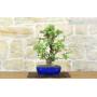 4 - Wild Apple Tree Bonsai (139)