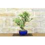 5 - Wild Apple Tree Bonsai (139)