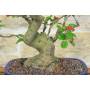 6 - Bonsai di Melo selvatico (139)