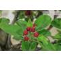 7 - Wildapfel-Bonsai (139)