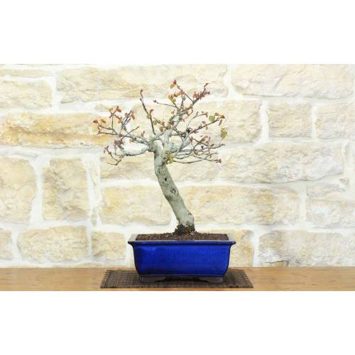 1 - Cercis Bonsai - Judas Tree (76)