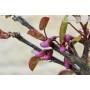 7 - Bonsai di Cercis - Albero di Giuda (76)