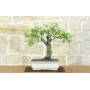 1 - Bonsai di Ciliegio Selvatico (177)