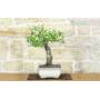 2 - Bonsai di Ciliegio Selvatico (177)