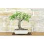 3 - Bonsai di Ciliegio Selvatico (177)