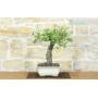 4 - Bonsai di Ciliegio Selvatico (177)
