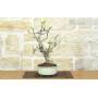 2 - Bonsai di Fico (88)